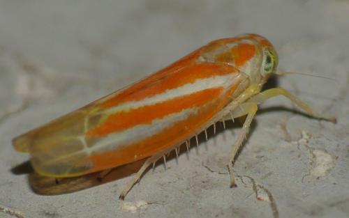 Réf. 311 658 : Alebra albostriella